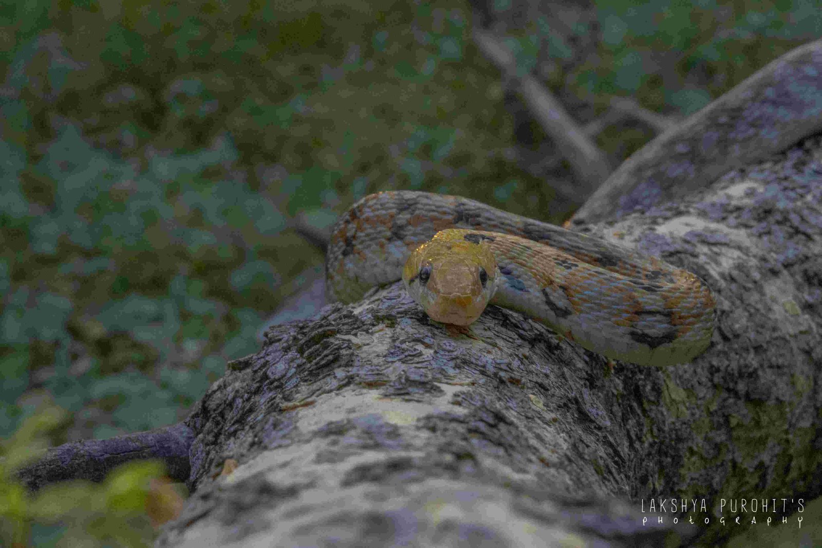Wildlife Rescue / Snake Catcher Jaipur Rajasthan